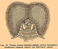 Рис. 10. Голова пчелы (трутня) сверху, между большими сложными глазами сидят три простых глазка.