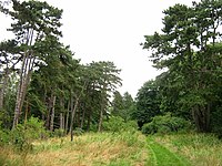 Der Weg auf dem Höhenrücken der Burgwallinsel