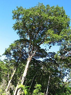 Exemplares da árvore guanandi - jacareúba