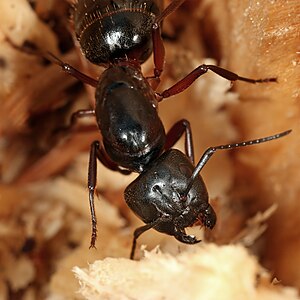 Description: This image shows a Carpenter ant ...
