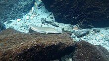 Cat fish at Kikuletwa hot springs