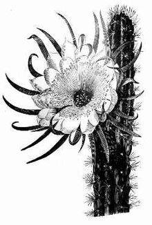 Cereus repandus.jpg