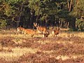 Rotwild im Nationalpark De Hoge Veluwe (Gelderland, Niederlande)