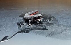 Chinese firebelly newt (2).jpg