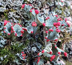 Põhja-porosamblik Cladonia borealis