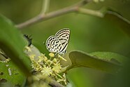 A color photograph of a white and black speckled butterfly landing on a small yellow buds on a tree branch. The butterfly is in focus and the background is blurred.