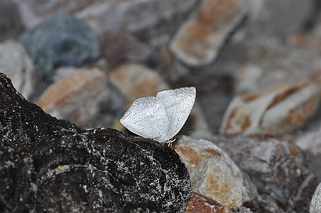 Ventral view