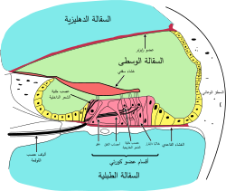 مقطع عرضي من القوقعة.