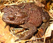 Sapo (Bufo bufo)