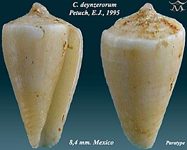 Conus deynzerorum