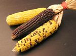 Three different types of corn