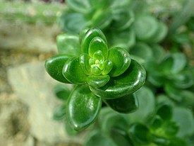 Cremnophila linguifolia