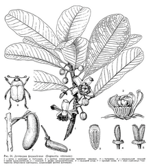 Black-and-white botanical illustration of Degeneria vitiensis, showing general habitus and details of leaves, buds, flowers, and fruit