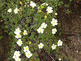 Diapensija (Diapensia lapponica)