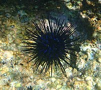 Echinothrix diadema