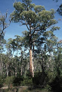 Eucalyptus brevistylis