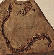 The Cretaceous snake Eupodophis had hind legs (circled). Eupodophis at Royal Belgian Institute of Natural Sciences, Brussels.jpg