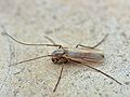 Exechia concina, un «mosquito» de la familia Mycetophilidae.