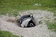 Пара магеллановых пингвинов на Фолклендах