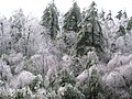 A frozen forest in Hillsborough County, New Hampshire