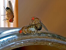 Mating in captivity Fruit flies mating.jpg