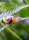 A Roman snail, one of the mollusks