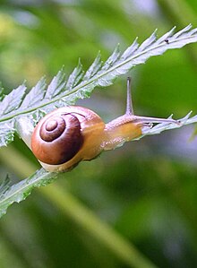 罗马蜗牛 (Helix pomatia)