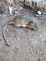 Gaumer's spiny pocket mouse