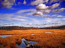 GboroSP Wetland.jpg