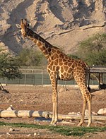 Giraffa camelopardalis camelopardalis (зоопарк Аль-Айна, ОАЭ), crop & flip.jpg