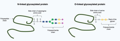 Illustrates the difference in structure between N-linked and O-linked glycosylation on a polypeptide chain. Glycosylation of a polypeptide.png