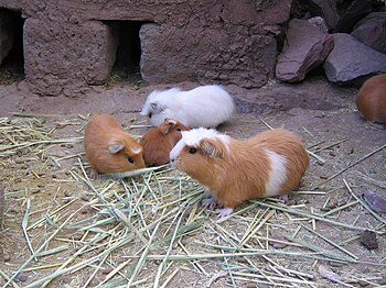 We saw quite a lot of guinea pigs in the Puno ...