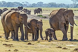 Herd of Elephants.jpg
