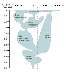 A reconstruction of human history based on fossil data. Human evolution chart-en.svg