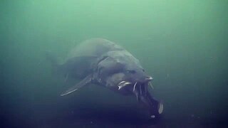 Beluga sturgeon