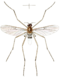 Имаго Blepharicera fasciata как Asthenia fasciata в Westwood 1842, пластина 94.png