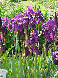 Iris germanica flowers
