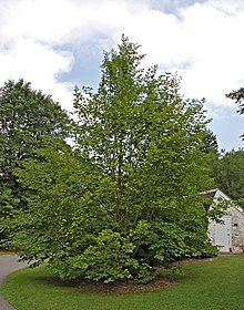 Japanese Stewartia Stewartia pseudocamellia Tree 2000px.jpg