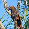 Nordinsel-Kaka (Nestor meridionalis septentrionalis)