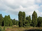 Ei- bis Kegelform, Gemeiner Wacholder Juniperus communis
