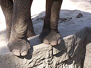 Pseudo-genoux des membres antérieurs d'un éléphant d'Asie.