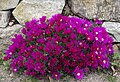 8-Lampranthus roseus