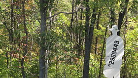 Laumeier Sculpture Park 02.jpg