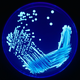 Legionella_Plate_01.png