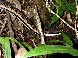 Liopholidophis dolicocercus