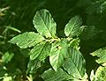 Alpen-Heckenkirsche (Lonicera alpigena)