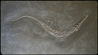 Un squelette de Steneosaurus, un genre fossile de Crocodylomorpha Teleosauridae du Jurassique inférieur