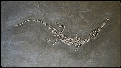 مُستحاثة الزاحف البحري المُنقرض الستنيوصور في ألمانيا. عاش خلال العصرين الجوراسي والطباشيري، وكان طوله يصل إلى 5 أمتار
