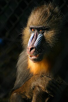 Photo portrait d’un singe mandrill (Mandrillus sphinx), qui a l’air presque humain malgré son visage coloré. (définition réelle 800 × 1 200*)