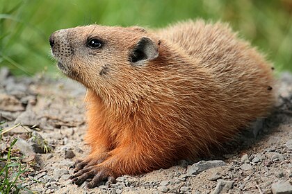 Marmota-comum (Marmota monax) no câmpus da Universidade Laval, Quebec, Canadá. (definição 4 891 × 3 261)